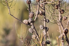 Allocasuarina pusilla