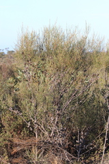 Allocasuarina pusilla