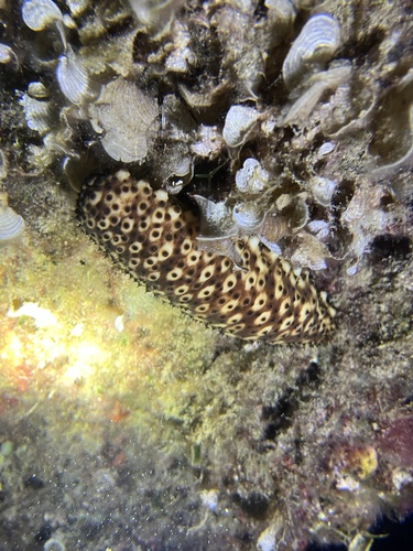 Variable Sea Cucumber