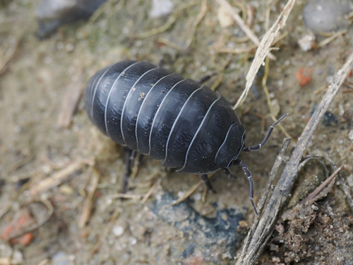 Common Pill Woodlouse