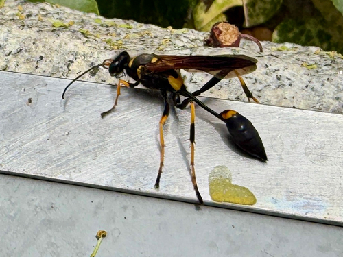 Yellow-legged Mud-dauber Wasp