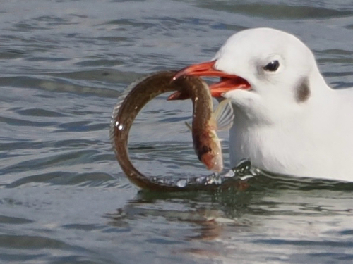 Snakeblenny