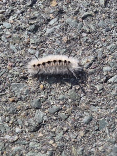 Hickory Tussock Moth