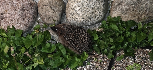 Common Hedgehog