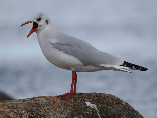 Black-headed Gull