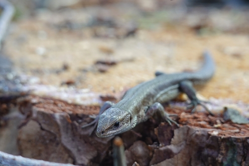 Viviparous Lizard