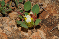 Tripodion tetraphyllum