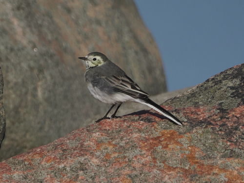 White Wagtail