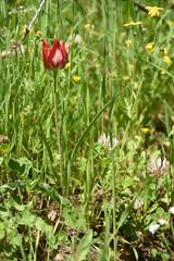 Tulipa agenensis