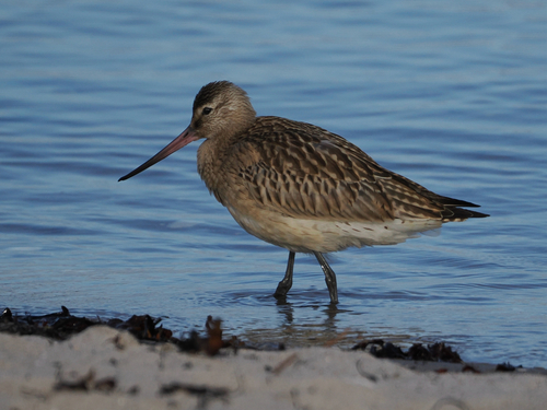 Bar-tailed Godwit