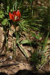 Tulipa agenensis