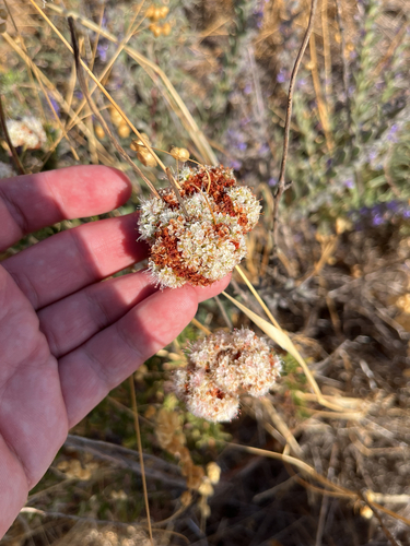 California Buckwheat