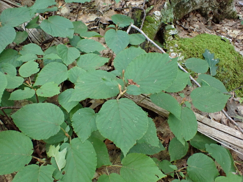 Viburnum lantanoides, photograph 5
