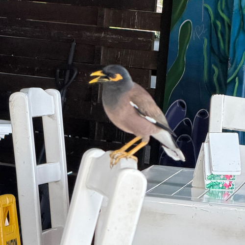 Common Myna