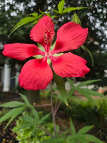 Scarlet Rosemallow