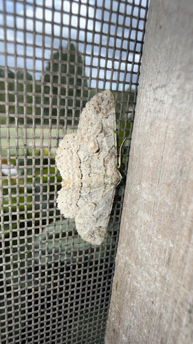Brown-shaded Gray