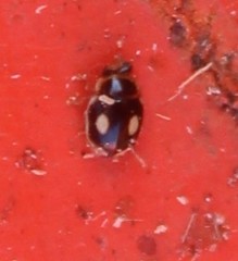 Hyperaspis paludicola