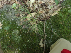 Carex swanii