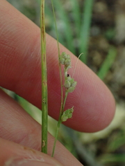 Carex swanii, photograph (c) Steven Lamonde, some rights reserved (CC BY)
