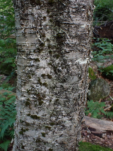 Betula alleghaniensis, photograph 2