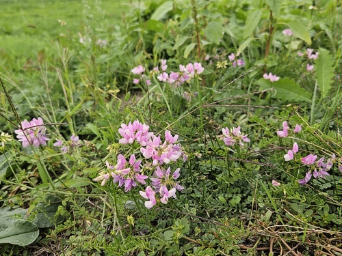 purple crownvetch