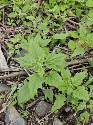 Eurasian maple-leaved goosefoot