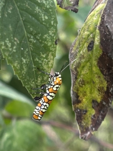 Ailanthus Webworm Moth