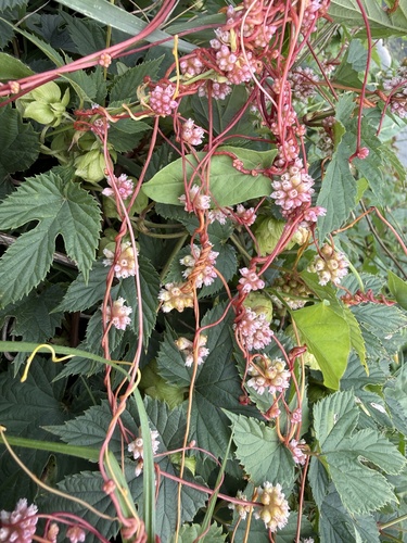 Greater Dodder
