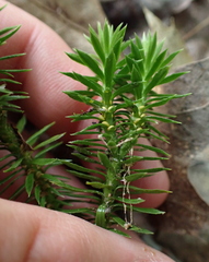 Huperzia lucidula