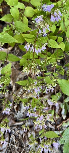 Cunila origanoides, photograph 3