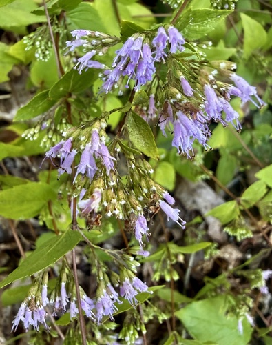 Cunila origanoides, photograph 2