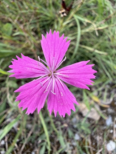 Carthusian Pink
