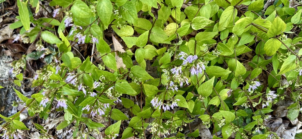 Cunila origanoides; photograph author not stated, no rights reserved