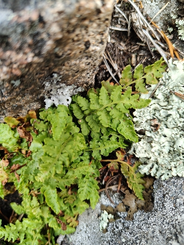 Woodsia ilvensis, photograph 2