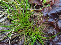 Carex tonsa rugosperma