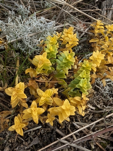 Sea Sandwort