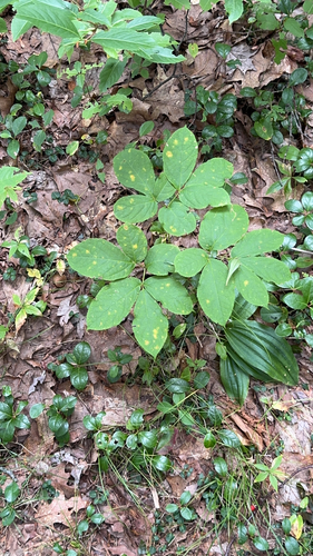 wild sarsaparilla