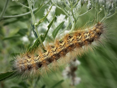 Salt Marsh Moth