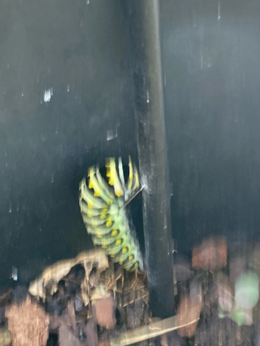 Black Swallowtail