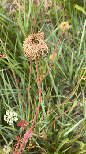 wild carrot