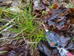 Carex tonsa rugosperma