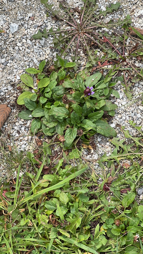 common selfheal