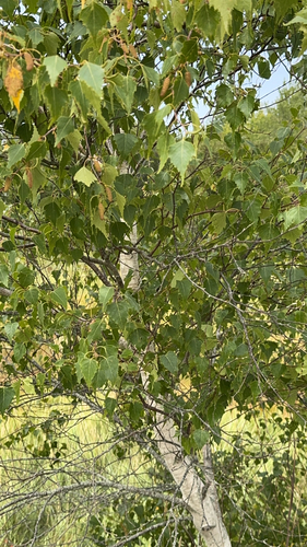 gray birch