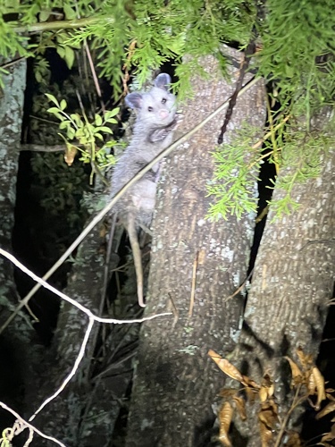 Virginia Opossum