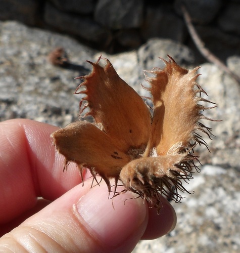 European beech