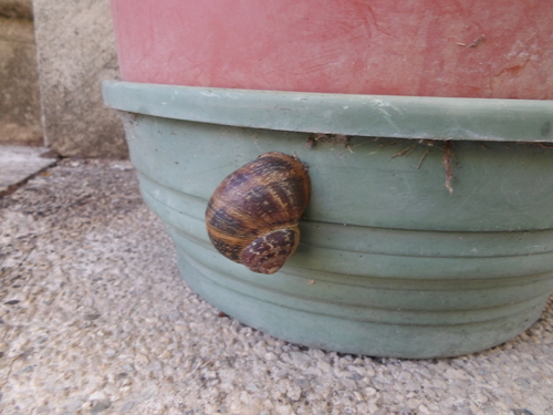 Garden Snail