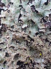 Parmelia pseudosulcata