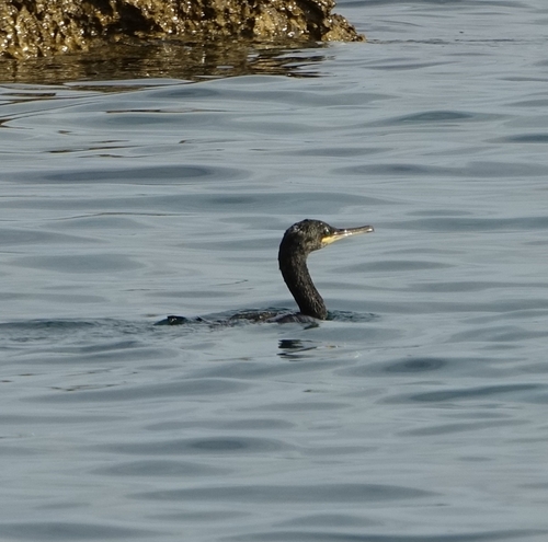 Mediterranean Shag