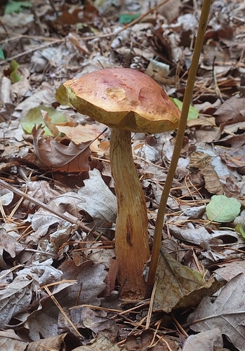 Aureoboletus projectellus