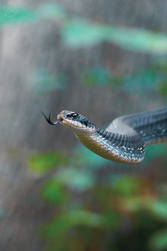 Eastern Hognose Snake
